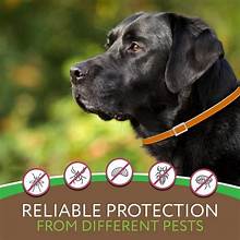 Why Mosquito Repellent Collars Are a Must-Have for Your Pets